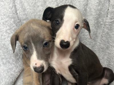 Beautiful Whippet puppies in Cork