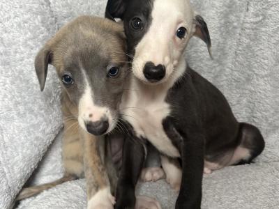 Beautiful Whippet puppies