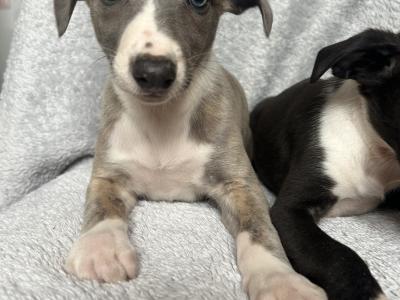 Beautiful Whippet puppies