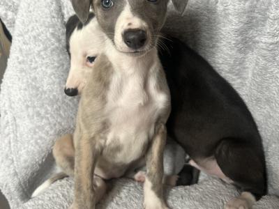 Beautiful Whippet puppies