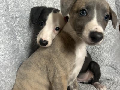 Beautiful Whippet puppies