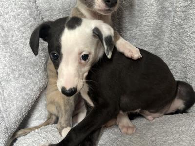 Beautiful Whippet puppies
