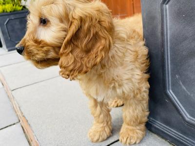Beautiful Cockapoo puppies in Cavan