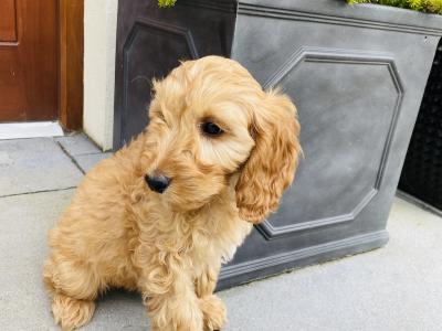 Beautiful Cockapoo puppies in Cavan