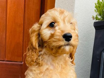 Beautiful Cockapoo puppies in Cavan