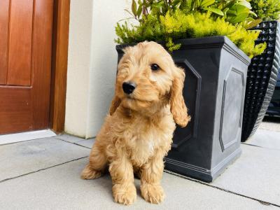 Beautiful Cockapoo puppies in Cavan