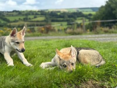 Rare Wolfdog Breed - Socialised & Highly Trainable Puppies