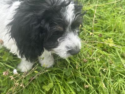 Beautiful Springer Spaniel x Bichon Frise puppies in Mayo