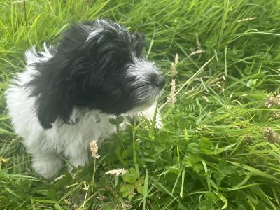 Beautiful Springer Spaniel x Bichon Frise puppies in Mayo