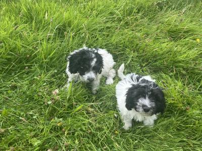Beautiful Springer Spaniel x Bichon Frise puppies in Mayo