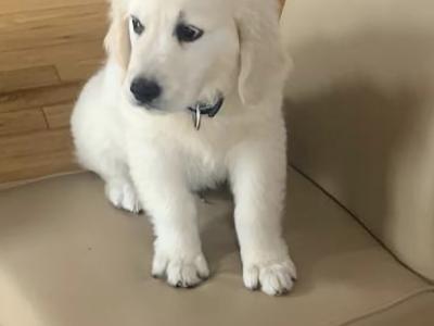 BEAUTIFUL MALE AND FEMALE  GOLDEN RETRIEVERS...