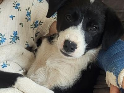 One beautiful female Border Collie puppy left in Cork