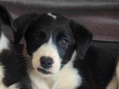 One beautiful female Border Collie puppy left in Cork