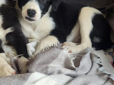 One beautiful female border collie puppy