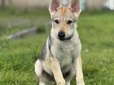 Rare Wolfdog Breed - Socialised & Highly Trainable Puppies