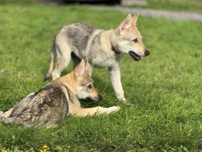 Rare Wolfdog Breed - Socialised & Highly Trainable Puppies