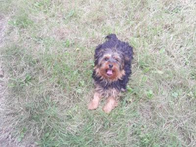 Male Cavapoo puppy in Kilkenny