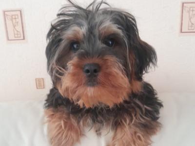 Male Cavapoo puppy in Kilkenny
