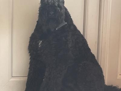 IKC Registered(pending) Kerry Blue Terrier puppies