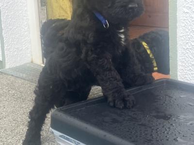 IKC Registered(pending) Kerry Blue Terrier puppies