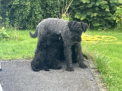 IKC Registered(pending) Kerry Blue Terrier puppies
