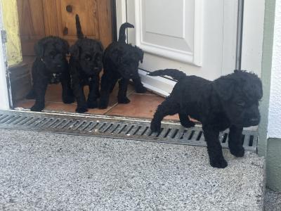 IKC Registered(pending) Kerry Blue Terrier puppies