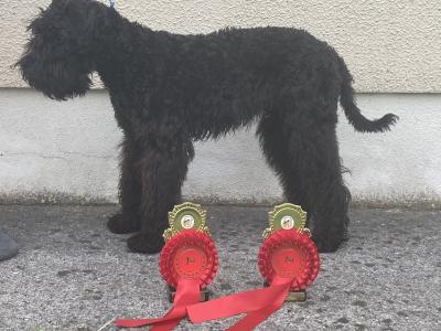 IKC Registered(pending) Kerry Blue Terrier puppies