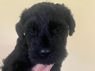 IKC Registered(pending) Kerry Blue Terrier puppies in Galway