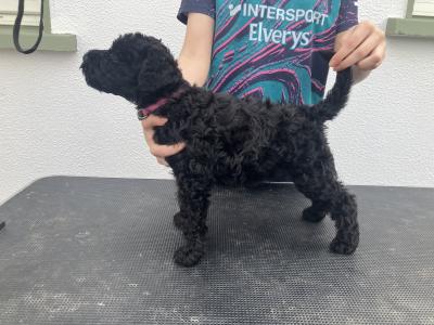 IKC Registered(pending) Kerry Blue Terrier puppies