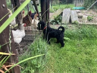 IKC Registered(pending) Kerry Blue Terrier puppies