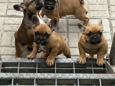 French Bulldog puppies for sale in Carlow – Adorable and Healthy! 🐶❤️