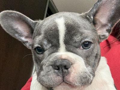 French Bulldog puppies in Kildare