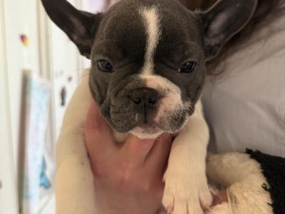 French Bulldog puppies in Kildare