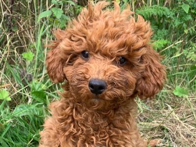 Cavapoo puppies for sale in Wexford