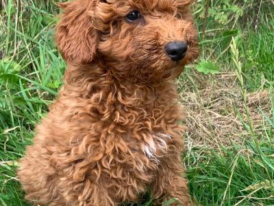 Cavapoo puppies for sale in Wexford