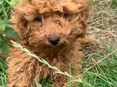 Cavapoo puppies for sale in Wexford