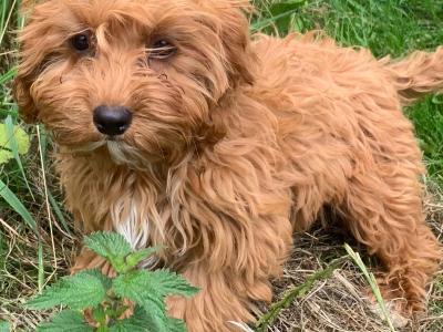Cavapoo puppies for sale in Wexford