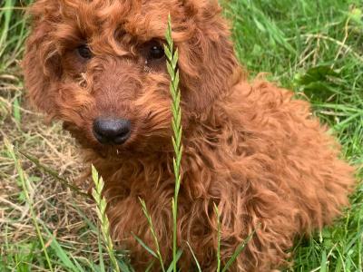 Cavapoo puppies for sale in Wexford