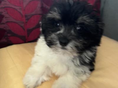 Gorgeous Little Maltese x Maltipoo puppies in Cork