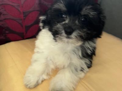 Gorgeous Little Maltese x Maltipoo puppies in Cork