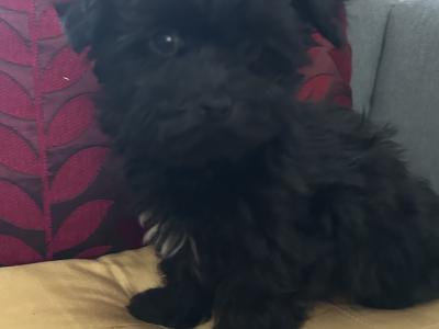 Gorgeous Little Maltese x Maltipoo puppies in Cork