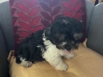 Gorgeous Little Maltese x Maltipoo puppies in Cork