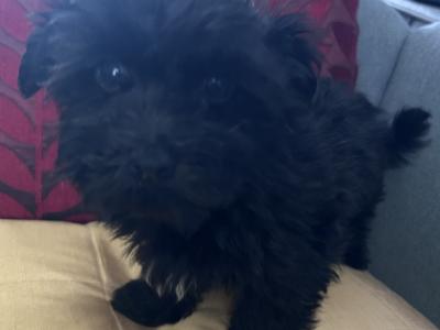 Gorgeous Little Maltese x Maltipoo puppies in Cork