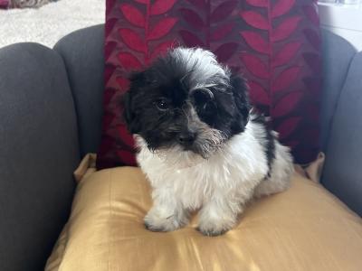 Gorgeous Little Maltese x Maltipoo puppies in Cork