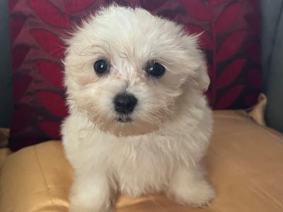 Gorgeous Little Maltese x Maltipoo puppies in Cork