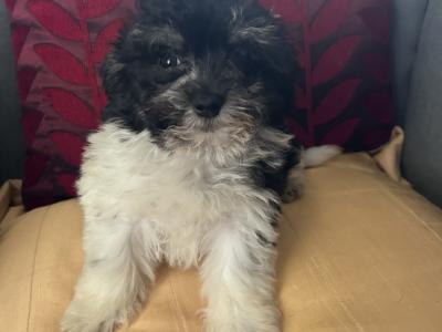 Gorgeous Little Maltese x Maltipoo puppies in Cork