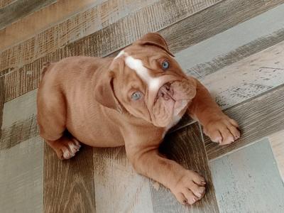 Bulldog puppies ready to go in Dublin