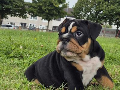 Bulldog puppies ready to go in Dublin