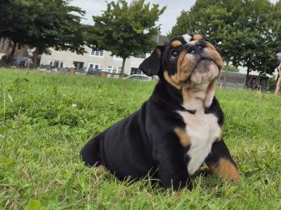 Bulldog puppies ready to go in Dublin
