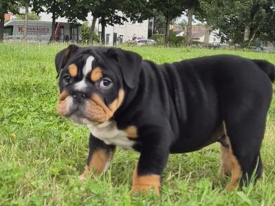 Bulldog puppies ready to go in Dublin